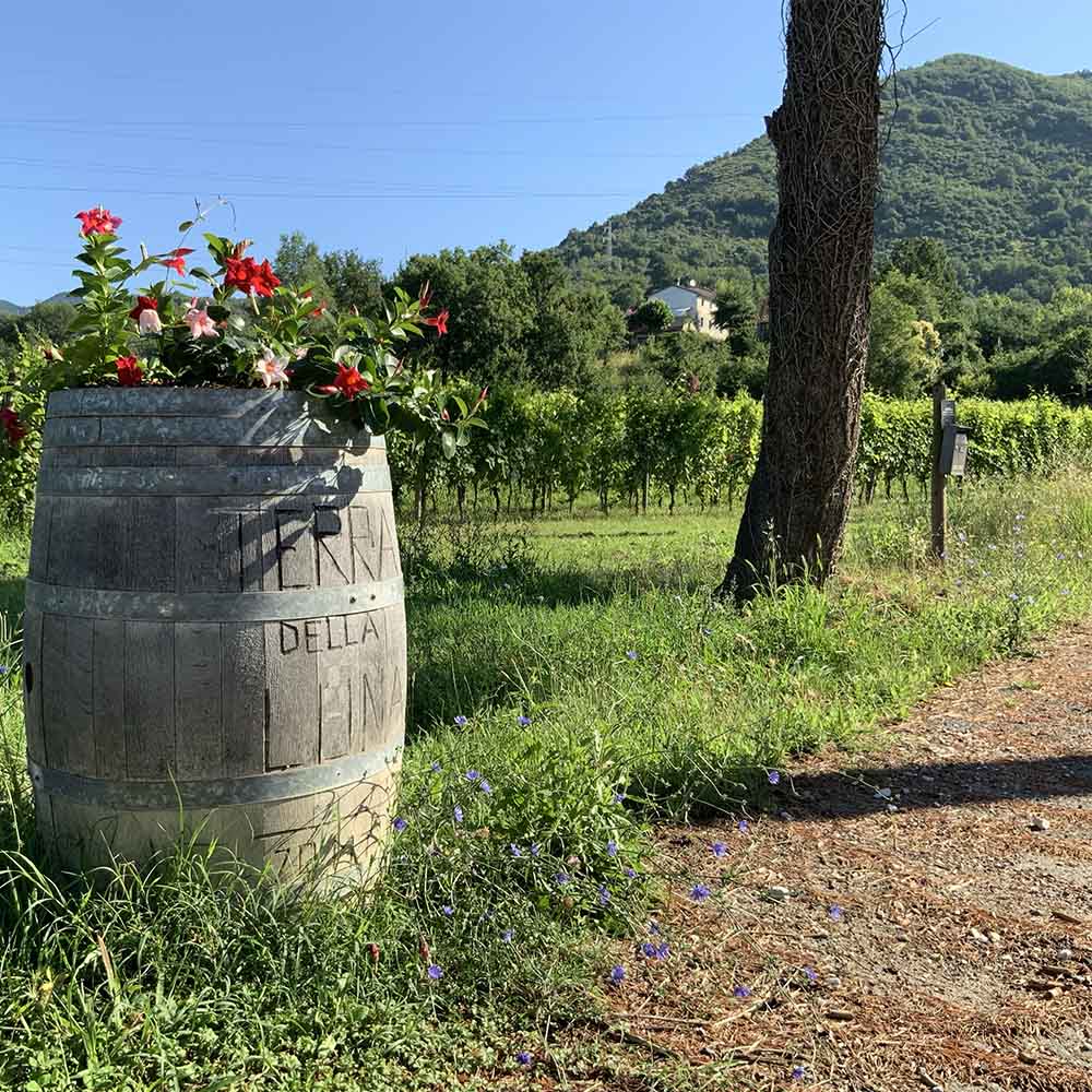 Ingresso-azienda-agricola-Terra-della-Luna-Colli-di-Luni